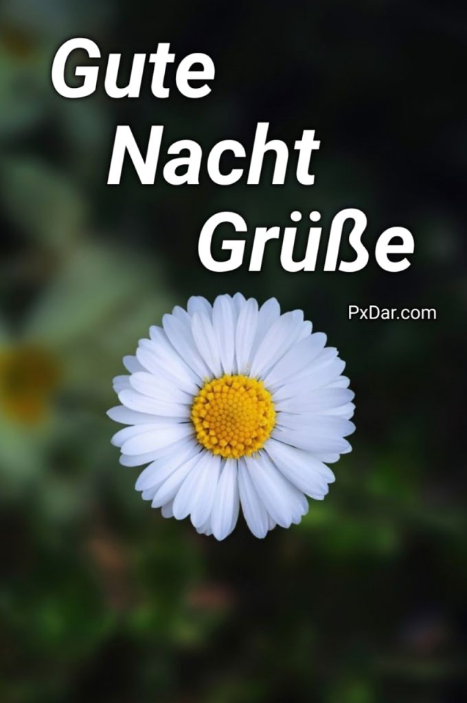 Liebe Gute Nacht Grüße Mit Herz