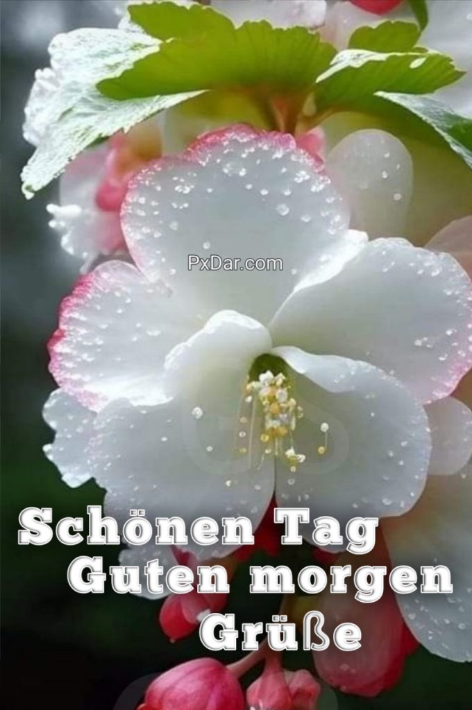 Wünsche Schönen Tag Guten Morgen Grüße Für Whatsapp