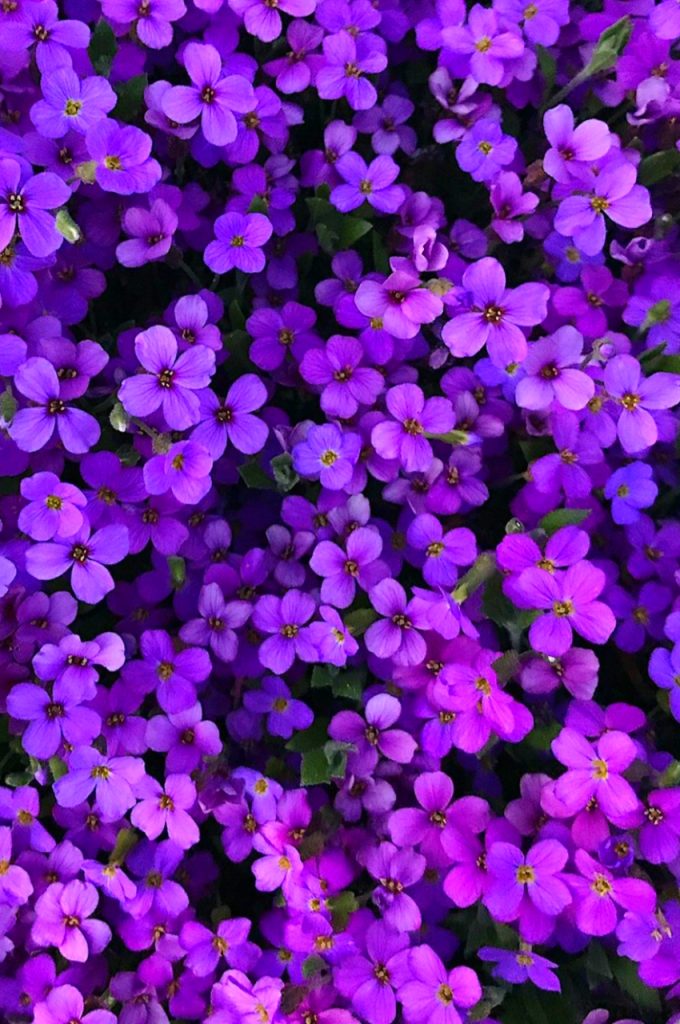 Purple Flower Wallpaper