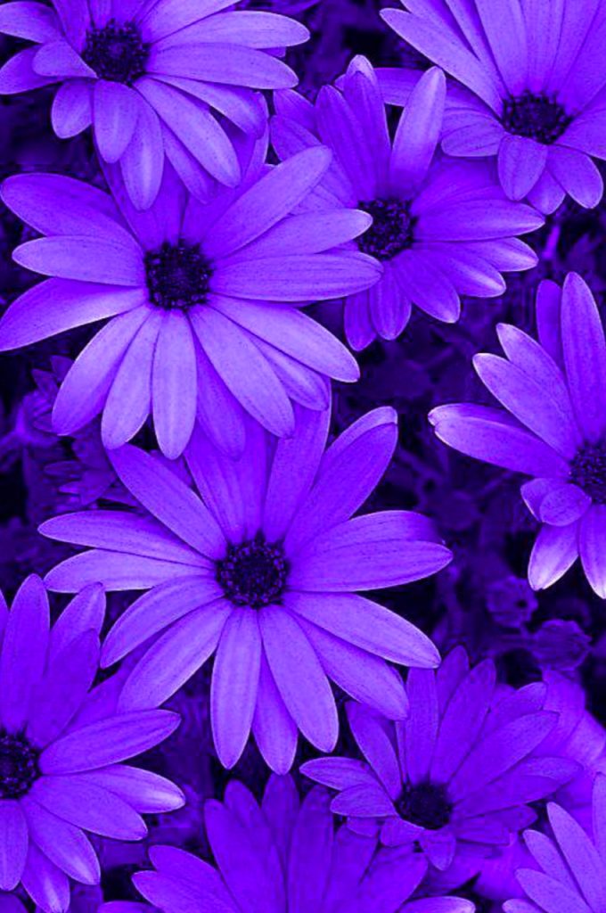 Purple Wallpapers