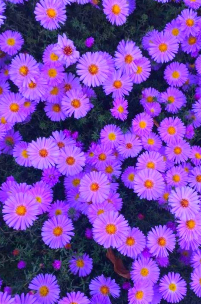 Wallpaper With Purple Flowers